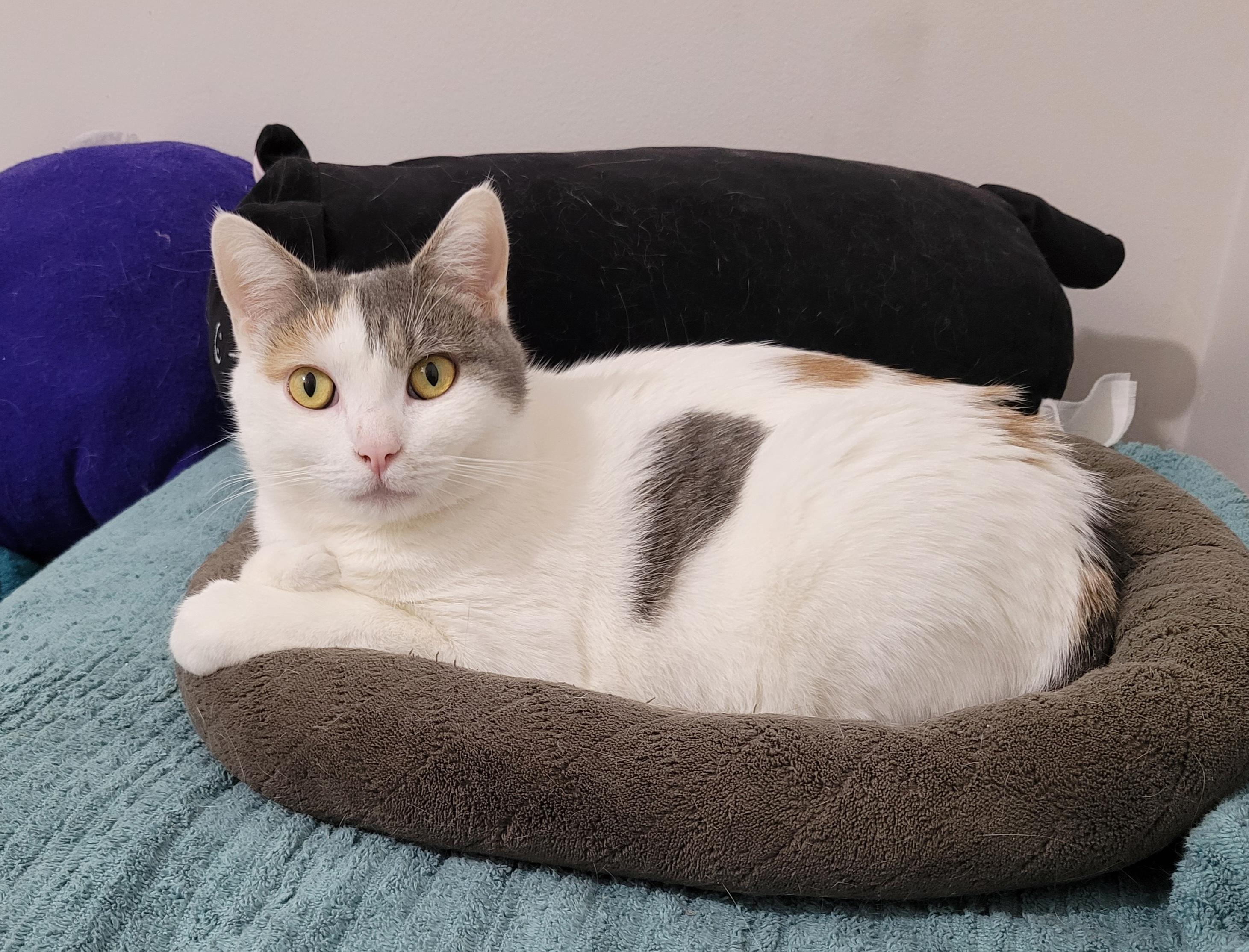 Marilyn "Meow", a Adoptable mixed breed in Murfreesboro, TN image 3/5