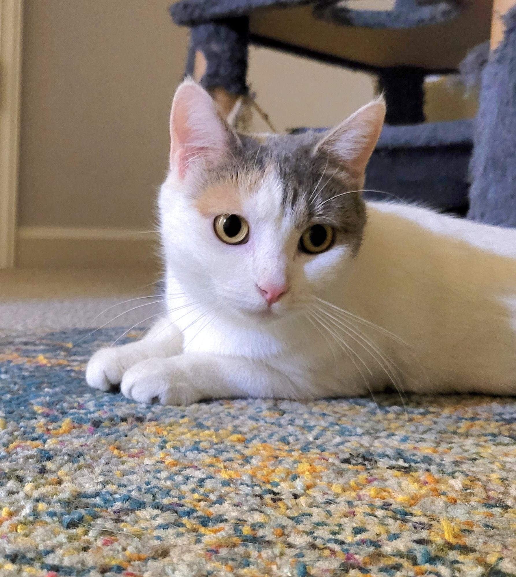 Marilyn "Meow", Adoptable, Young Female Domestic Short Hair.