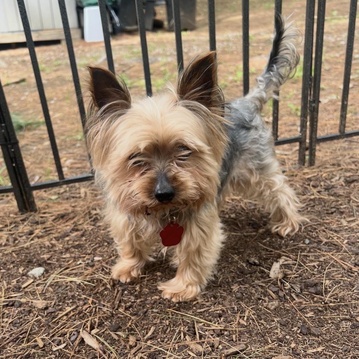 Enlarge Easton, an adopted Yorkshire Terrier in Pelham, NH image 4/6