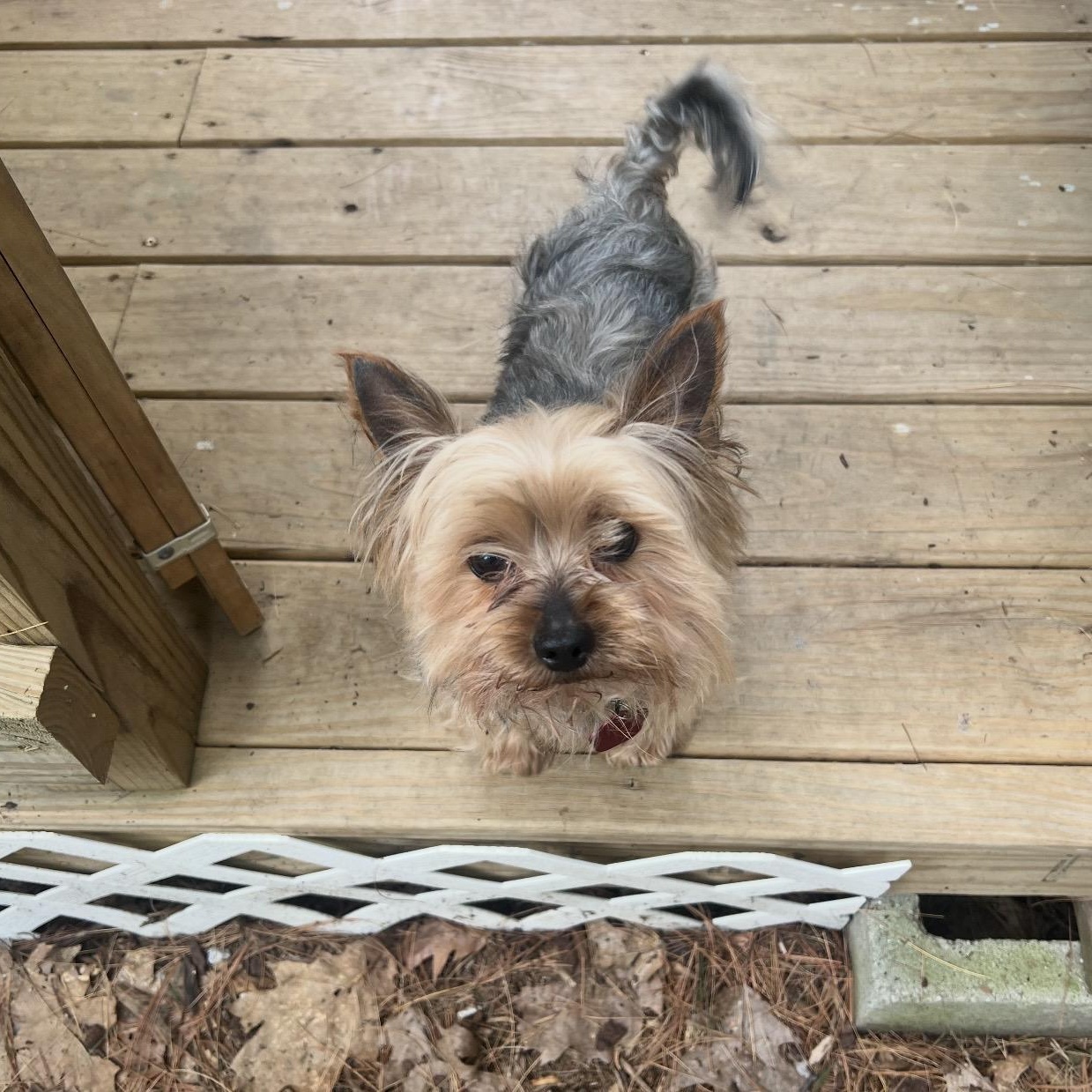 Enlarge Easton, an adopted Yorkshire Terrier in Pelham, NH image 3/6