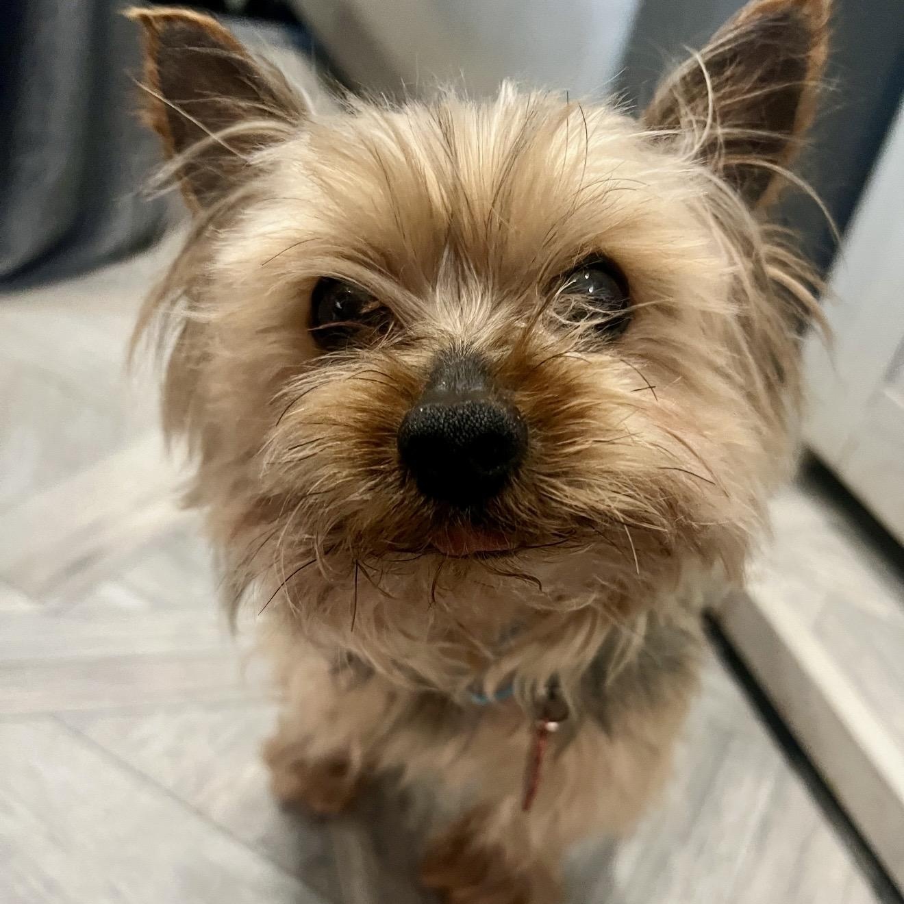 Enlarge Easton, an adopted Yorkshire Terrier in Pelham, NH image 5/6