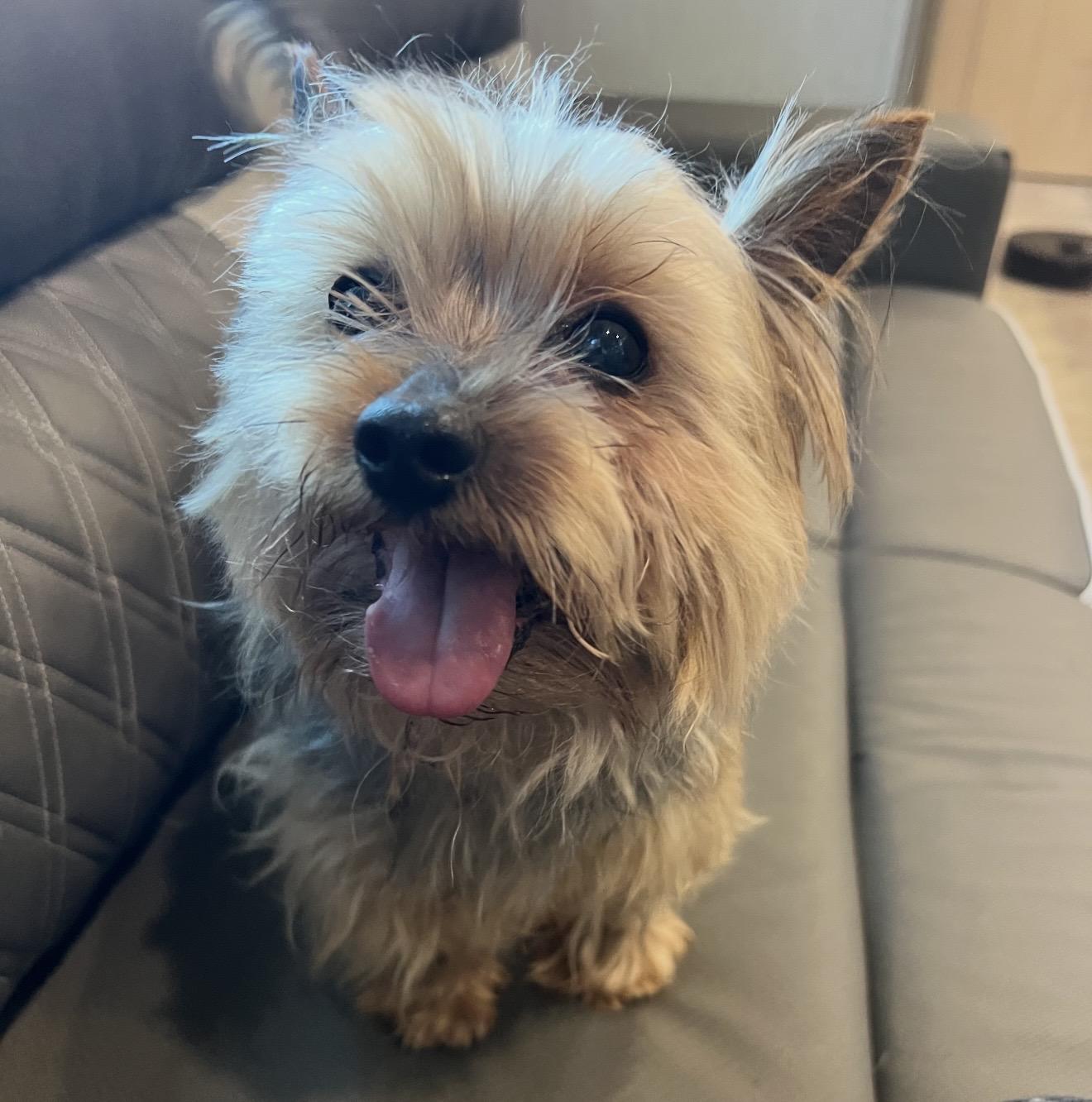 Enlarge Easton, an adopted Yorkshire Terrier in Pelham, NH image 6/6