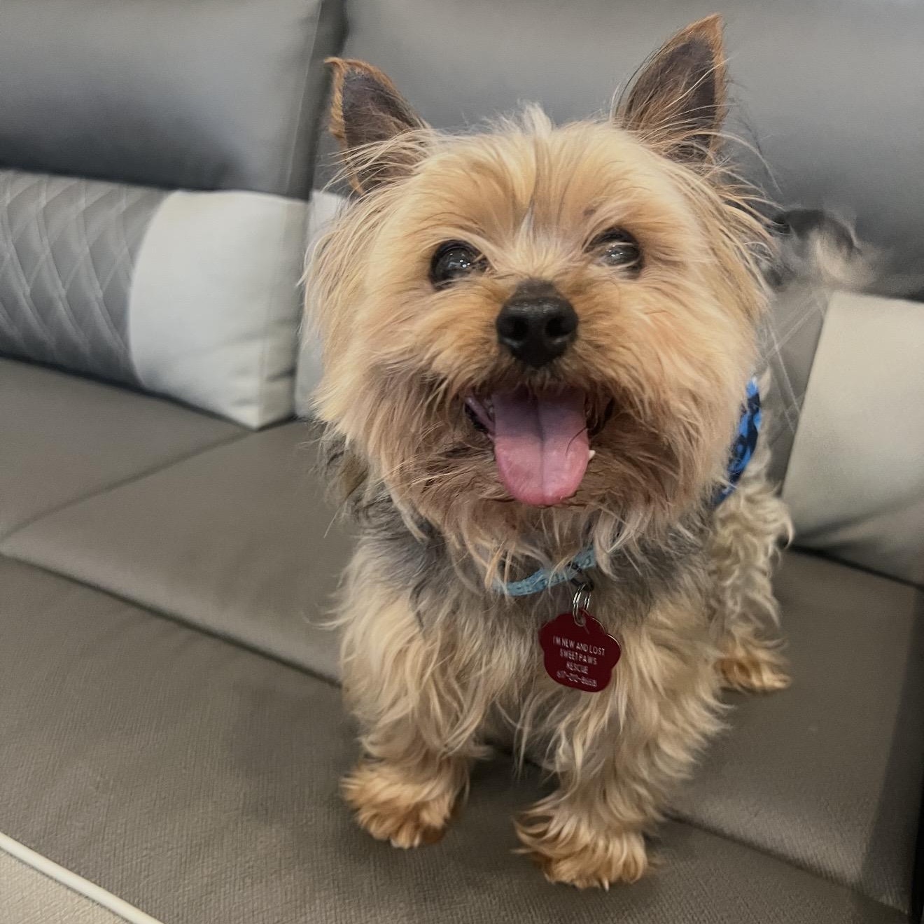 Enlarge Easton, an adopted Yorkshire Terrier in Pelham, NH image 1/6