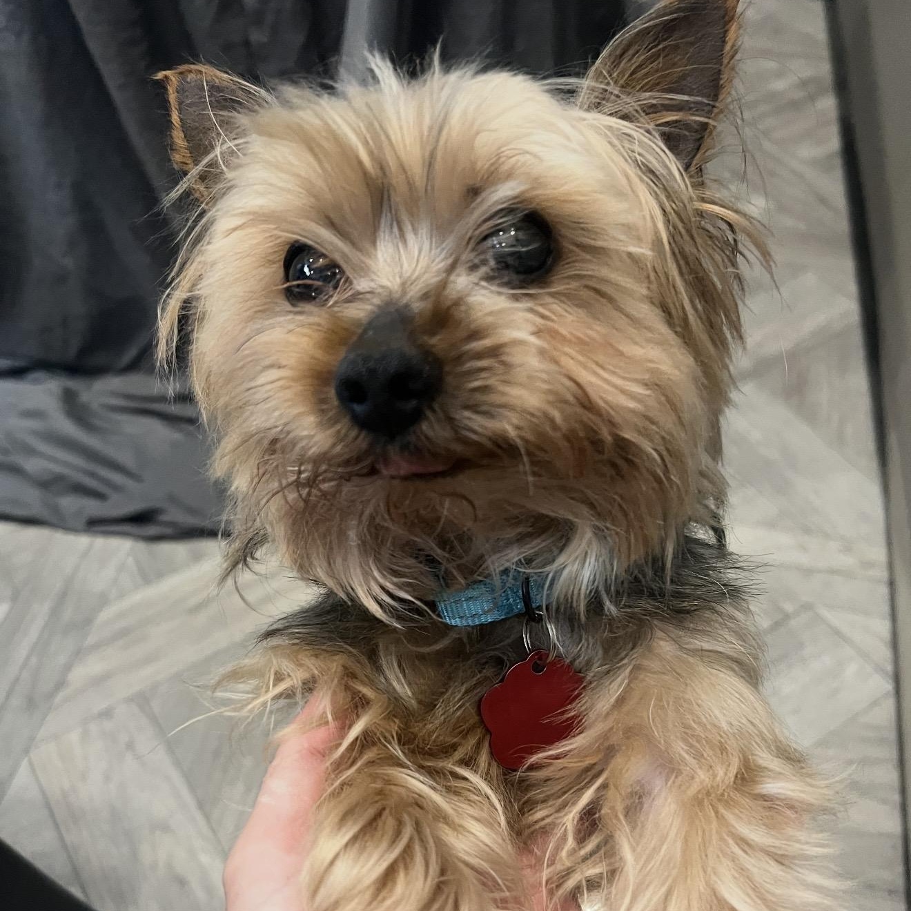 Enlarge Easton, an adopted Yorkshire Terrier in Pelham, NH image 2/6