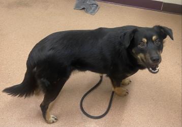 Bear, Adoptable, Young Male Australian Shepherd & Mixed Breed.