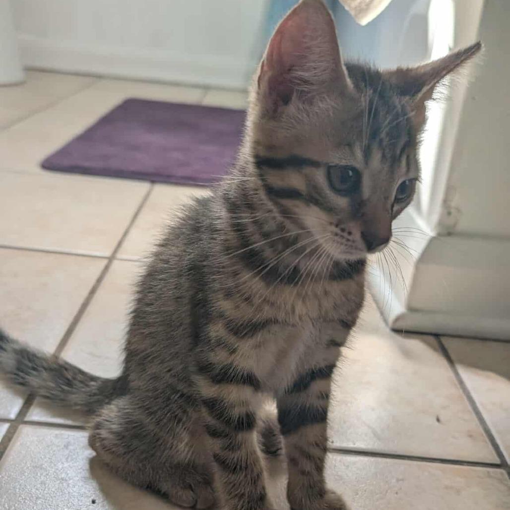 Rumi, Adoptable, Kitten Female Domestic Short Hair.