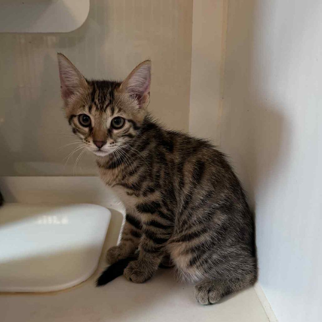 Enlarge Rumi, a Adoptable Domestic Short Hair in Middletown, OH image 2/3