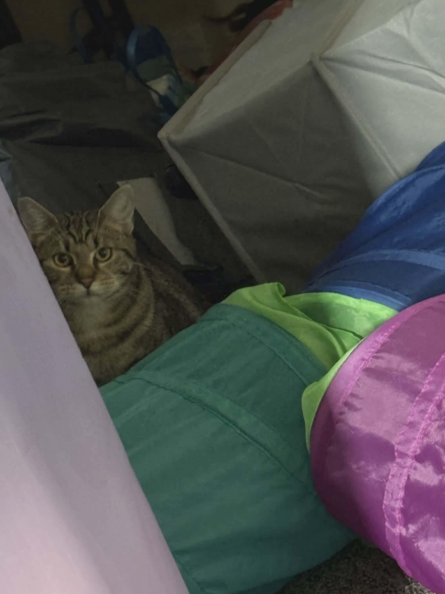 Enlarge Nacho - Mexican food litter , a Adoptable mixed breed in Gladstone, OR image 3/3