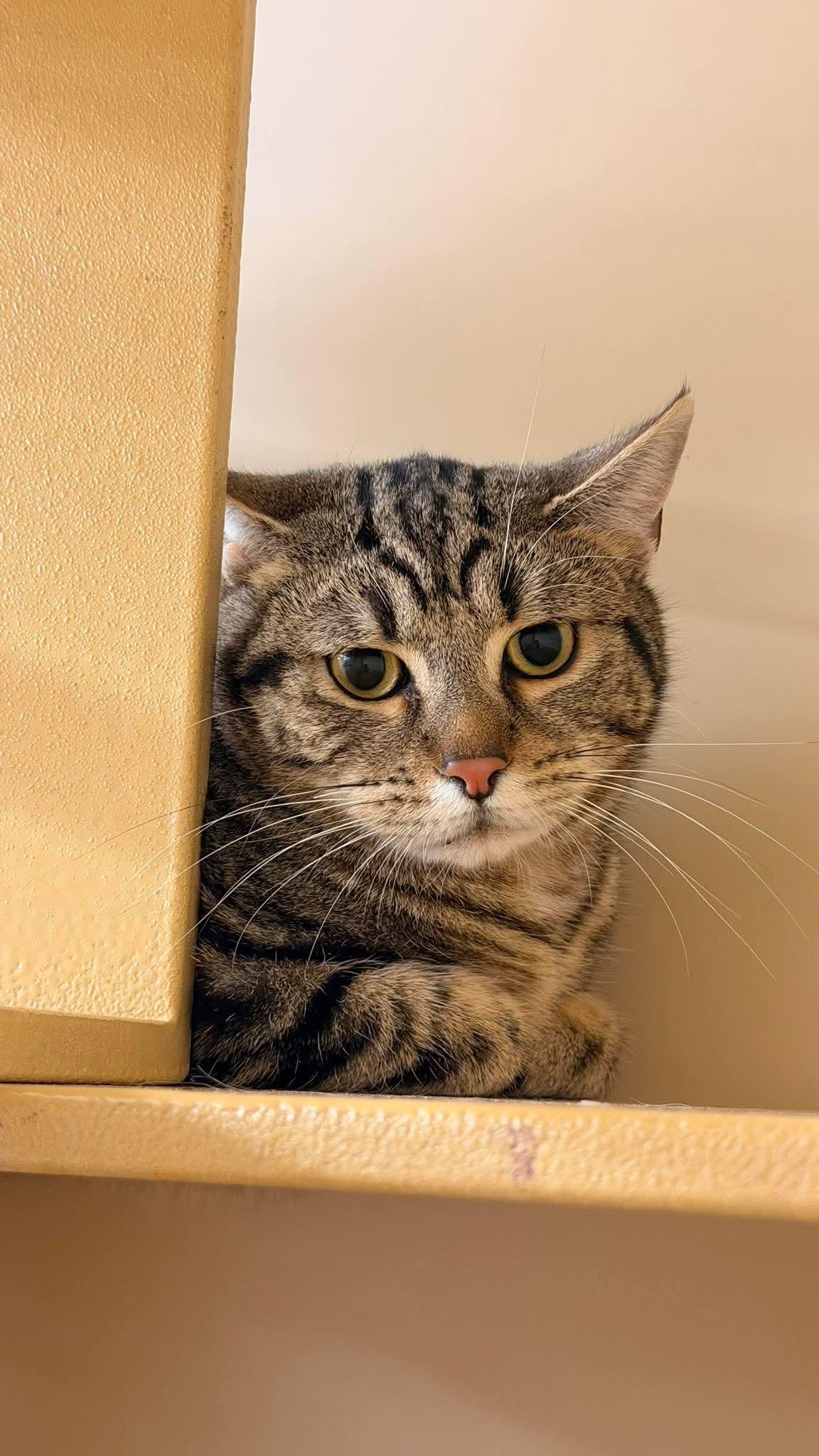 Nacho - Mexican food litter , Adoptable, Kitten Male Tabby & Domestic Short Hair.