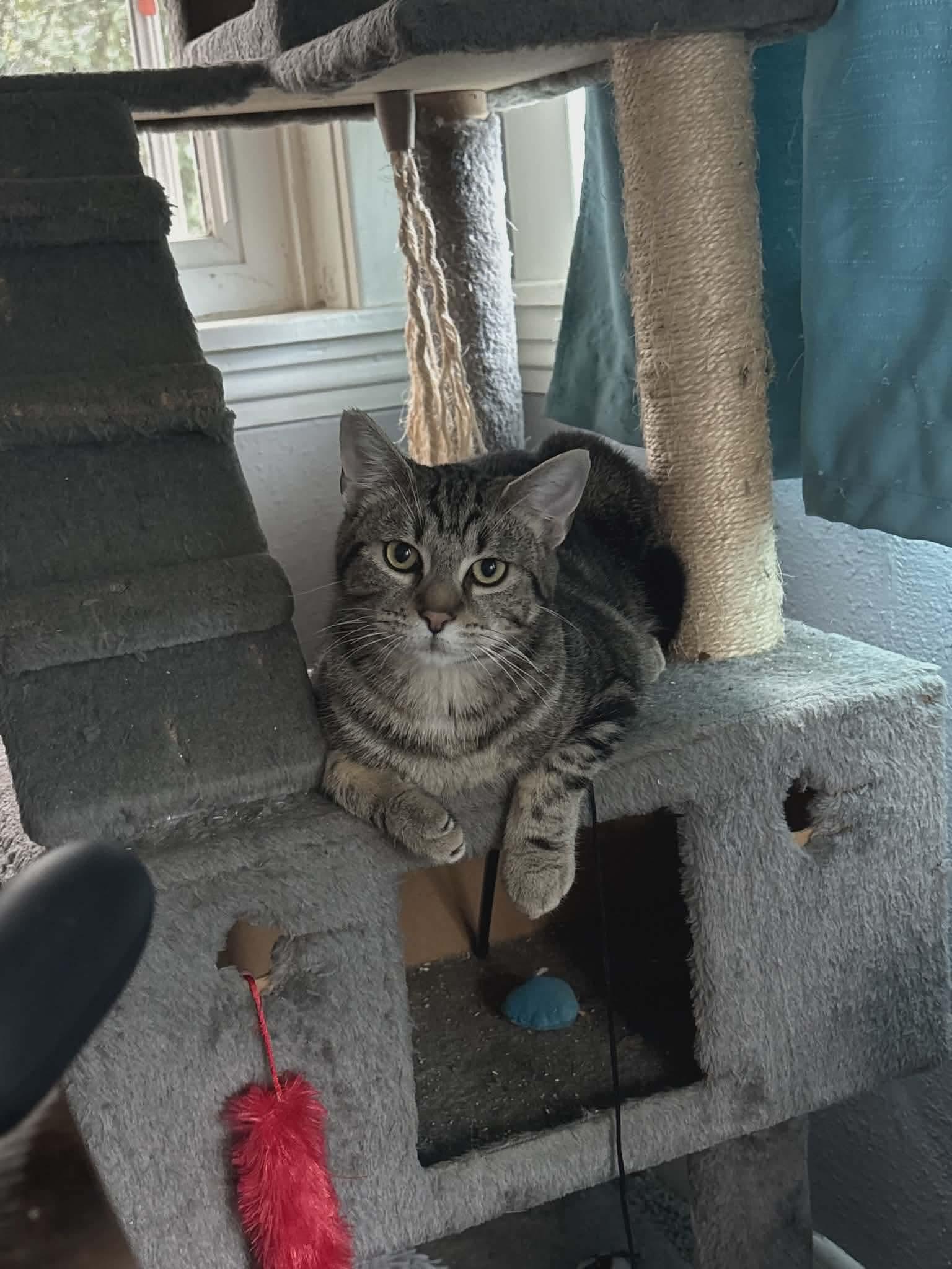 Enlarge Nacho - Mexican food litter , a Adoptable mixed breed in Gladstone, OR image 2/3