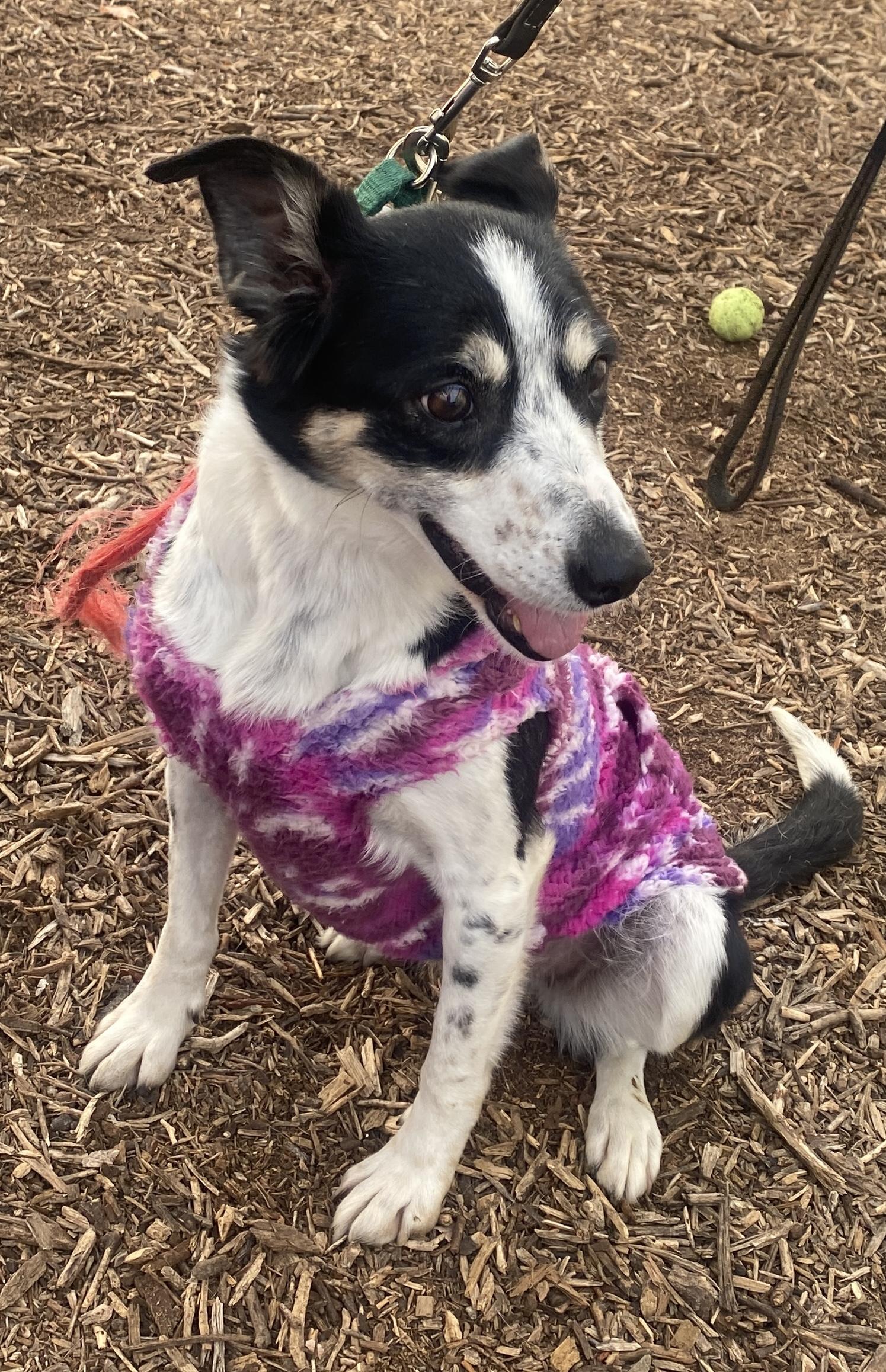 Elise, a Adoptable mixed breed in Lakewood, CO image 1/5