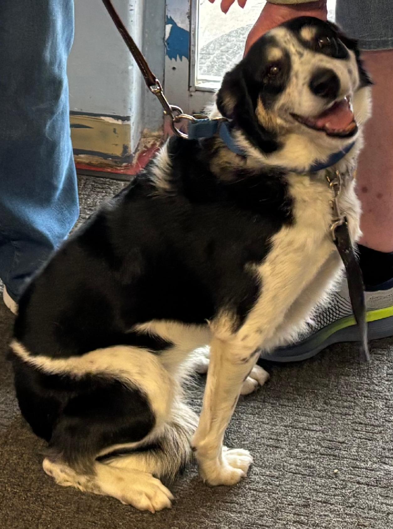 Elise, Adoptable, Adult Female Border Collie.