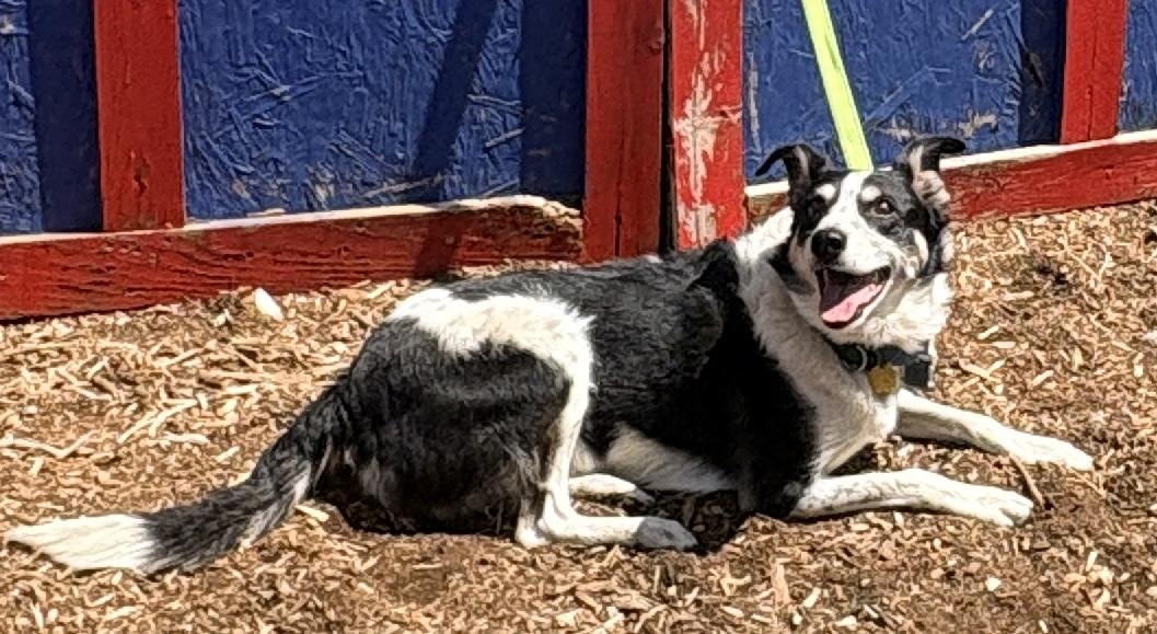 Enlarge Elise, a Adoptable mixed breed in Lakewood, CO image 2/5