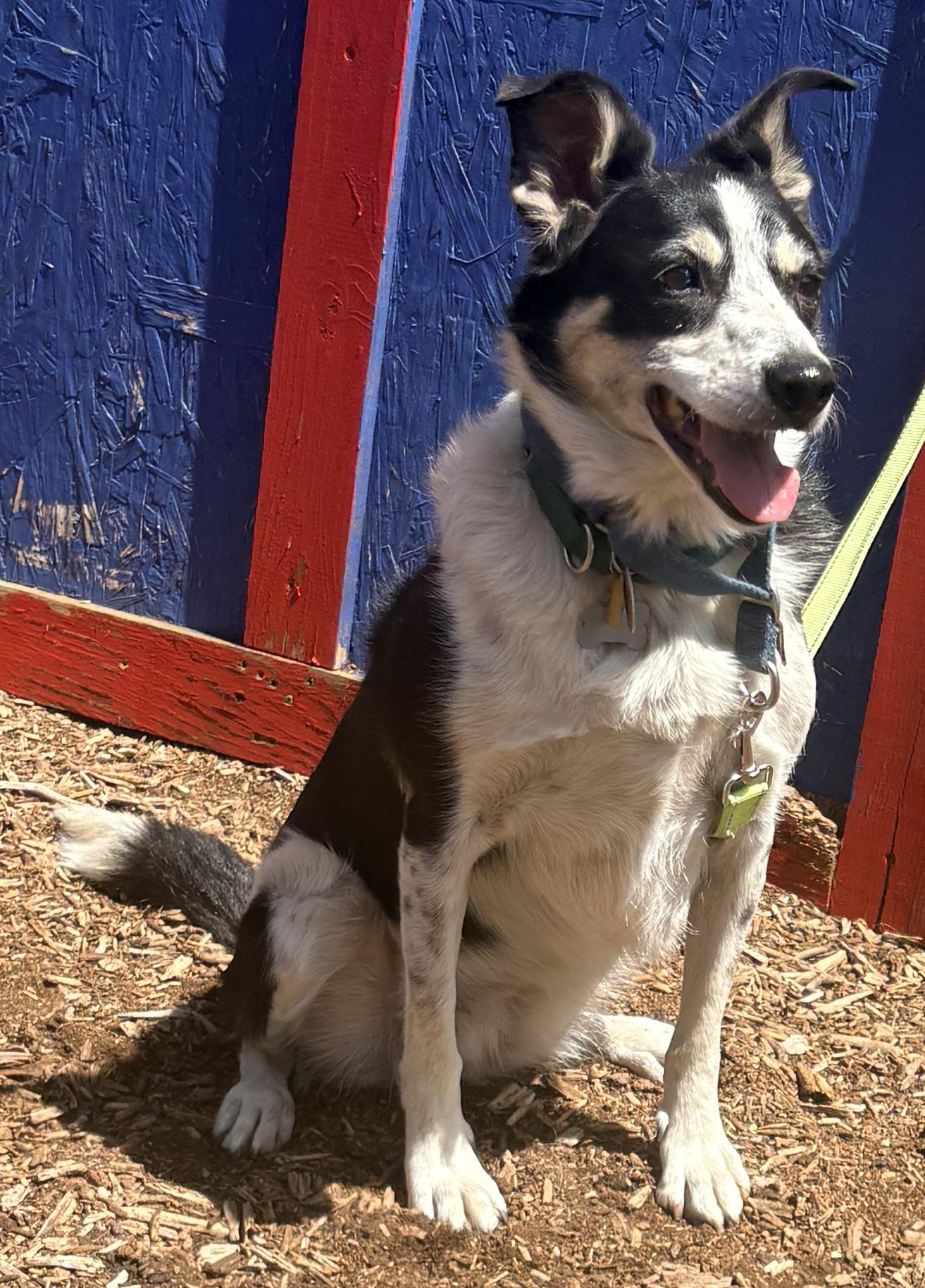Elise, Adoptable, Adult Female Border Collie.