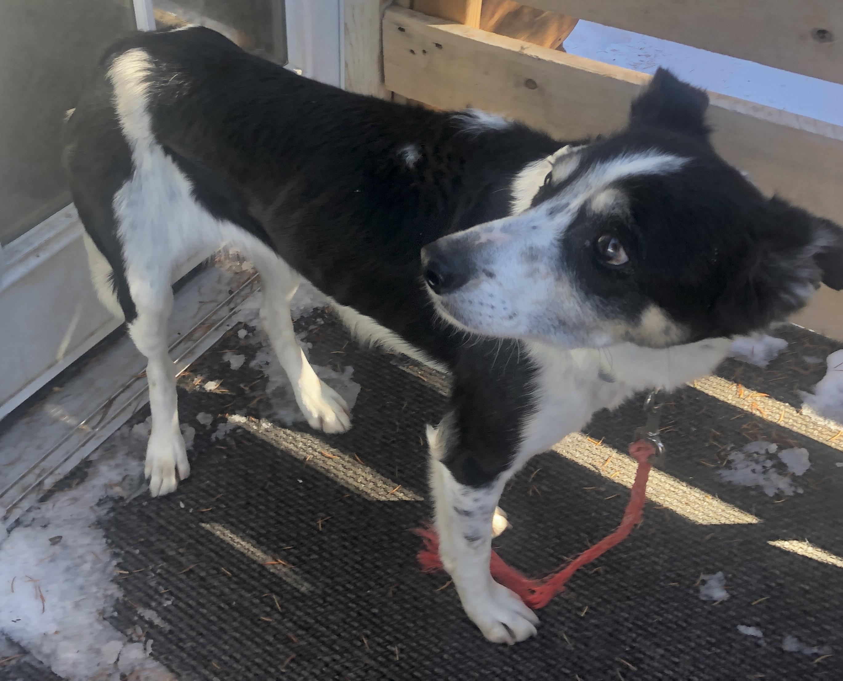 Elise, a Adoptable mixed breed in Lakewood, CO image 3/5