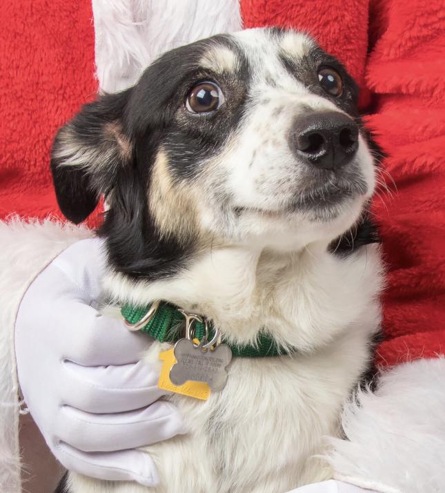 Elise, a Adoptable mixed breed in Lakewood, CO image 4/5