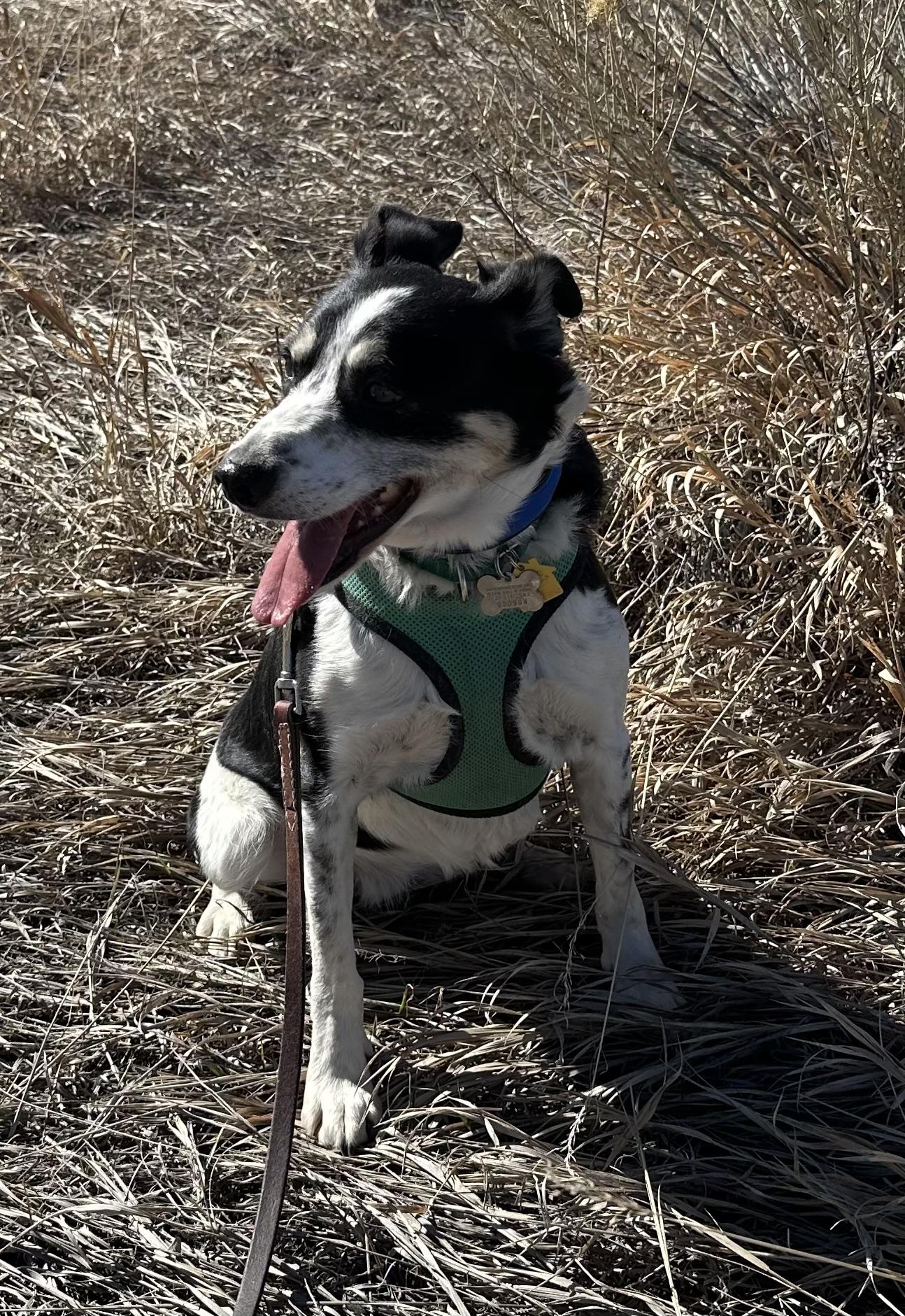 Enlarge Elise, a Adoptable mixed breed in Lakewood, CO image 3/3