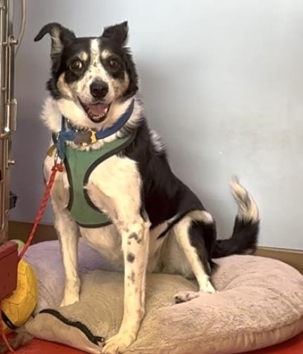 Enlarge Elise, a Adoptable mixed breed in Lakewood, CO image 1/3