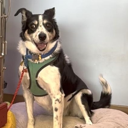 Elise, a Adoptable mixed breed in Lakewood, CO image 2/6