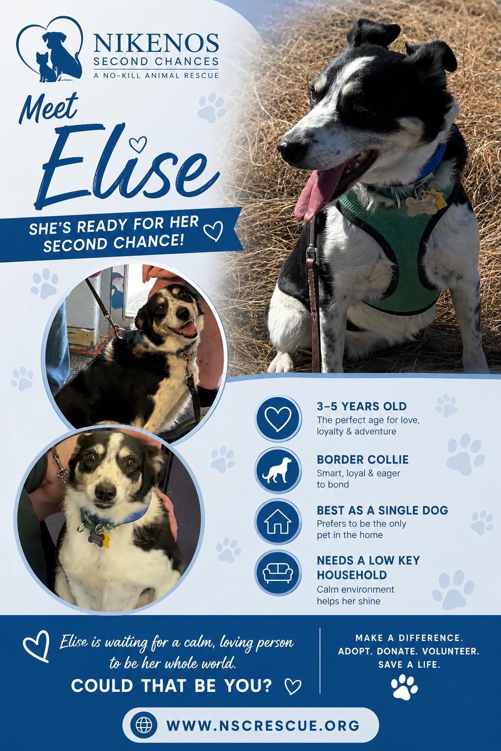 Elise, a Adoptable mixed breed in Lakewood, CO image 6/6