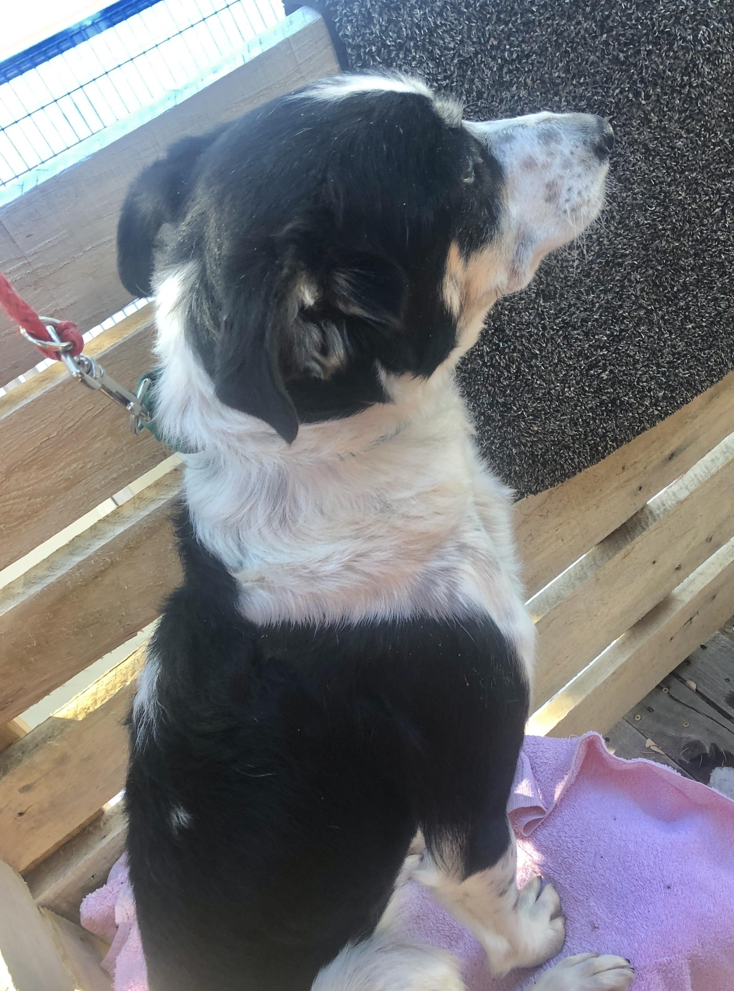 Elise, a Adoptable mixed breed in Lakewood, CO image 5/5