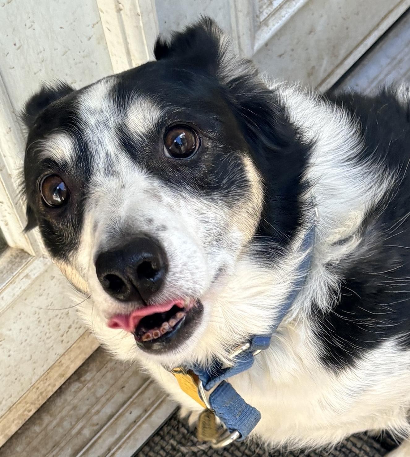 Elise, a Adoptable mixed breed in Lakewood, CO image 4/6