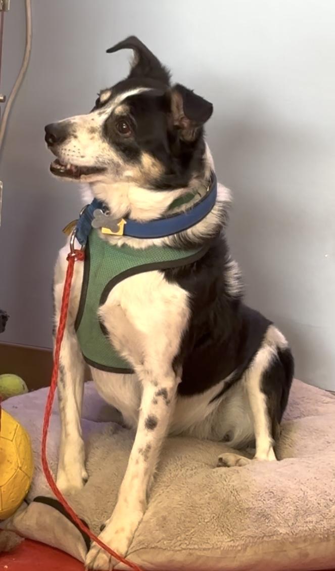 Enlarge Elise, a Adoptable mixed breed in Lakewood, CO image 2/3