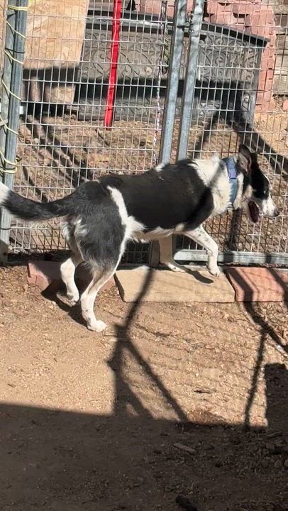 Enlarge Elise, a Adoptable mixed breed in Lakewood, CO video 5/6