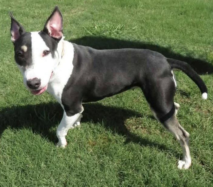 Zelda, a Adoptable Bull Terrier in Steeleville, IL image 1/3