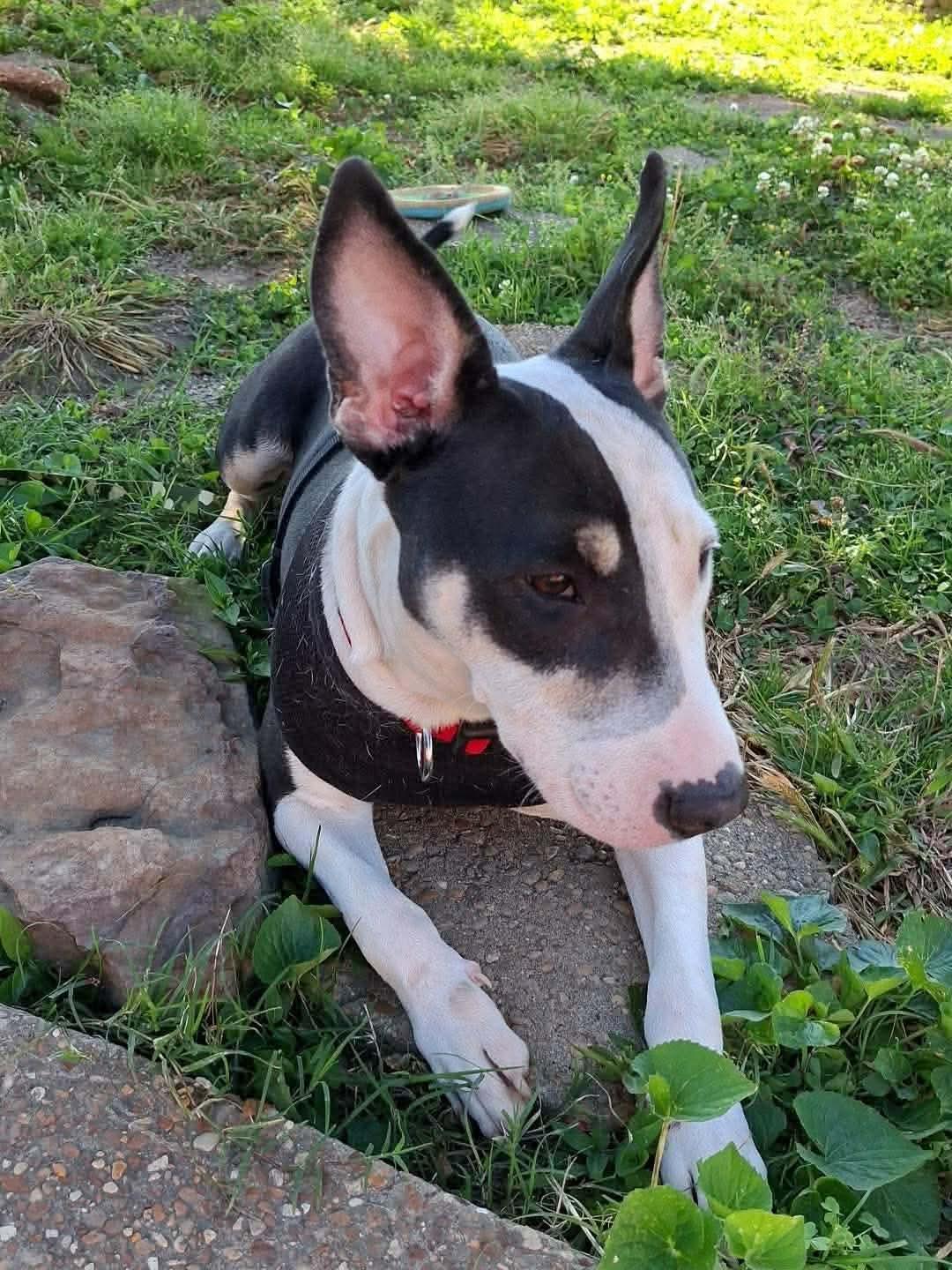 Zelda, a Adoptable Bull Terrier in Steeleville, IL image 2/3