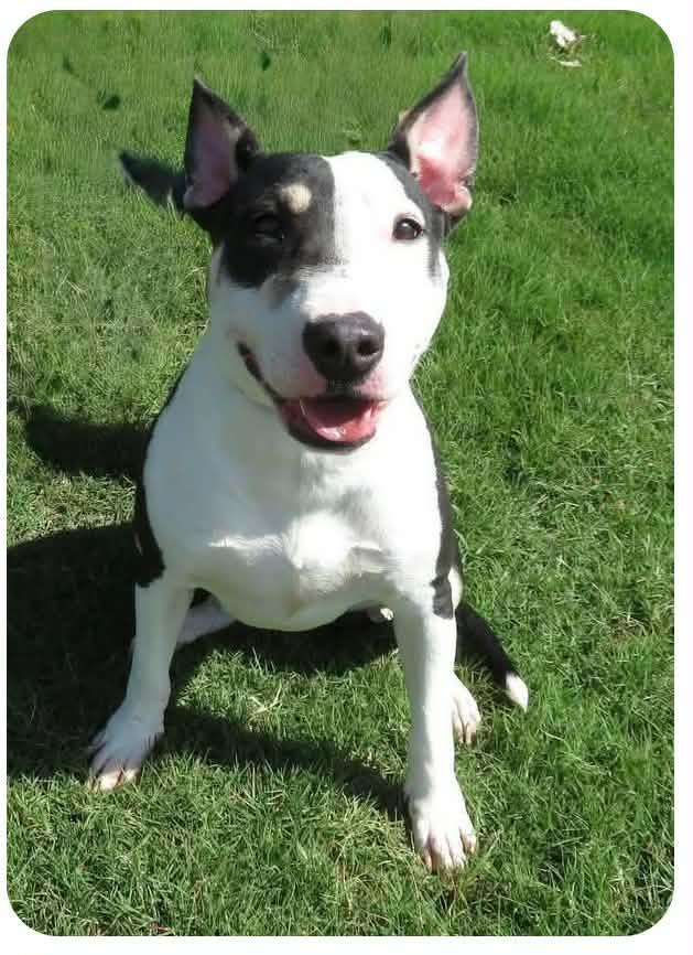 Zelda, a Adoptable Bull Terrier in Steeleville, IL image 3/3
