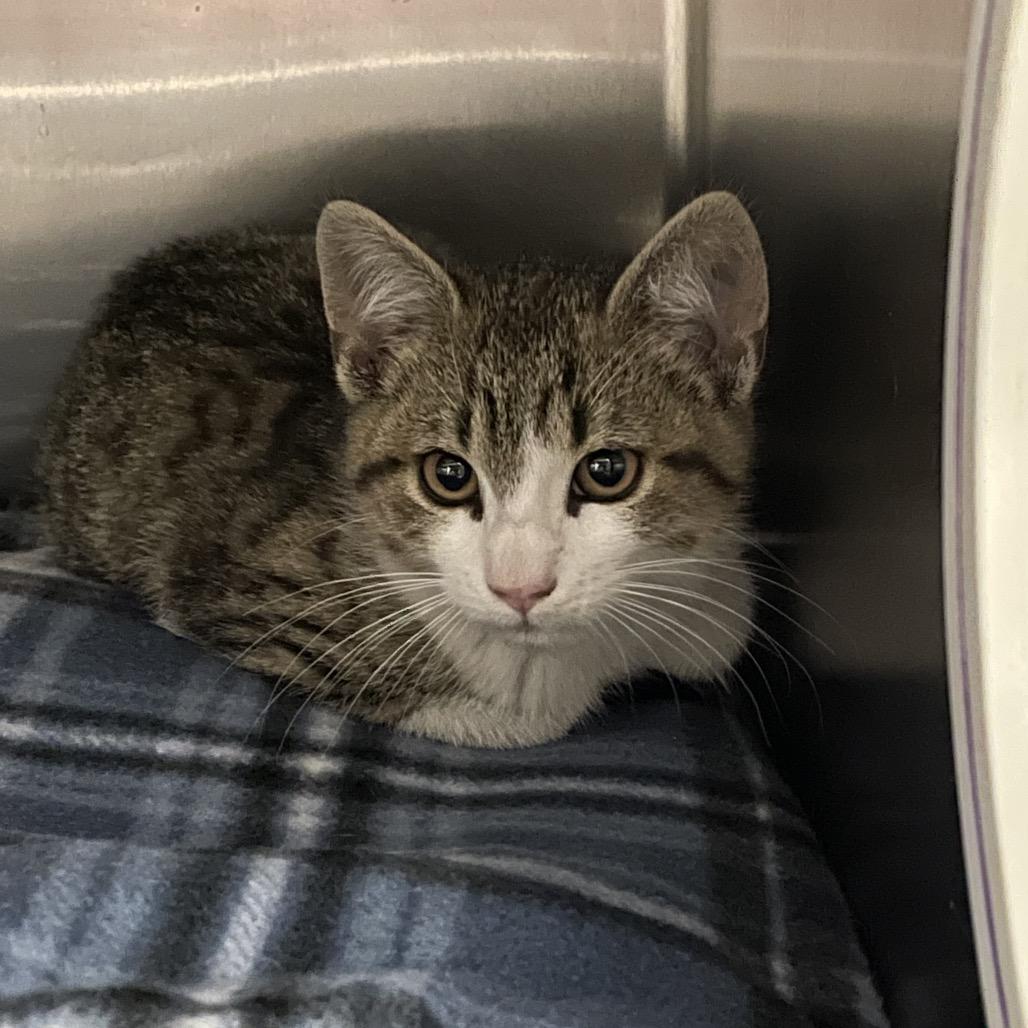 Pablo, Adoptable, Kitten Male Domestic Short Hair.