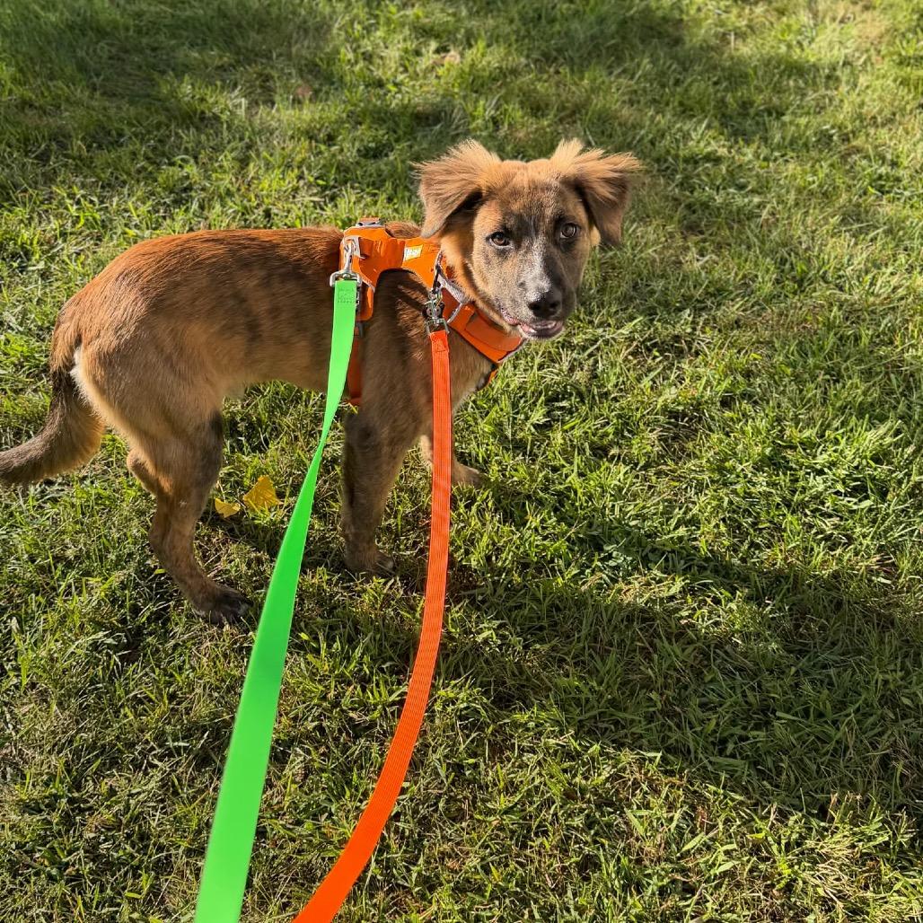Enlarge Barney BooBoo D12326, a Adoptable mixed breed in Elk River, MN image 3/6