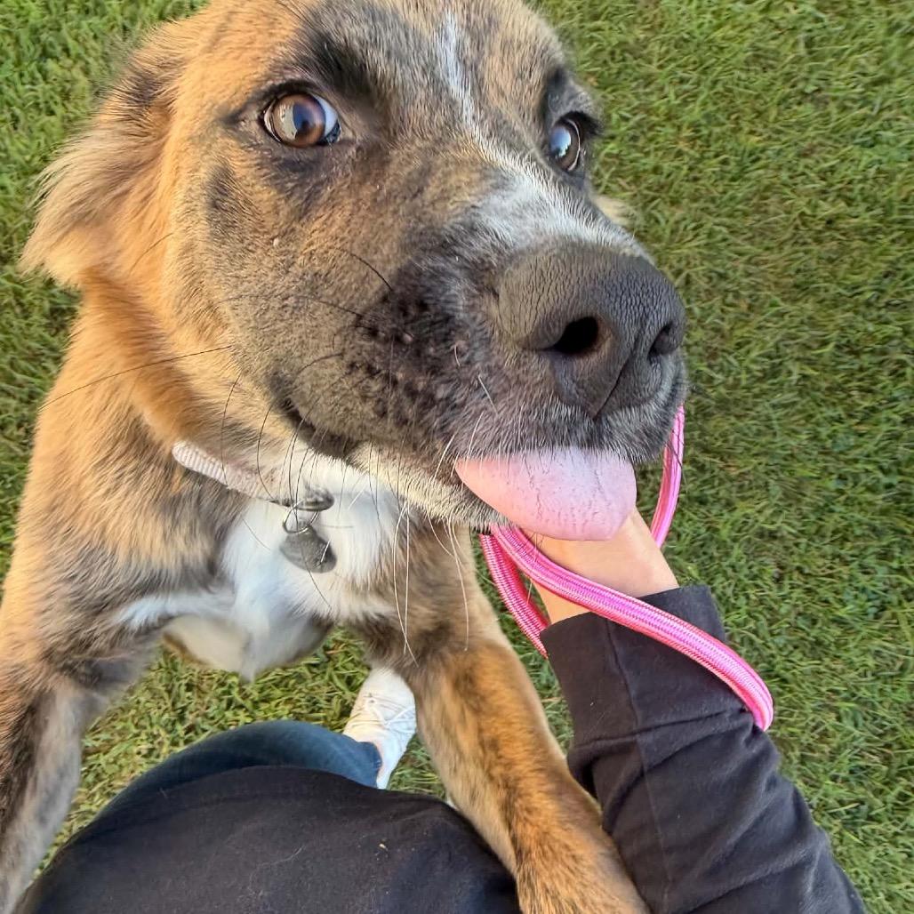 Enlarge Barney BooBoo D12326, a Adoptable mixed breed in Elk River, MN image 4/6