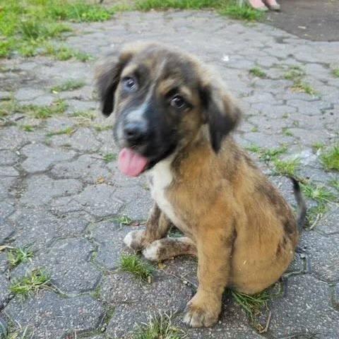 Enlarge Barney BooBoo D12326, a Adoptable mixed breed in Elk River, MN image 5/6