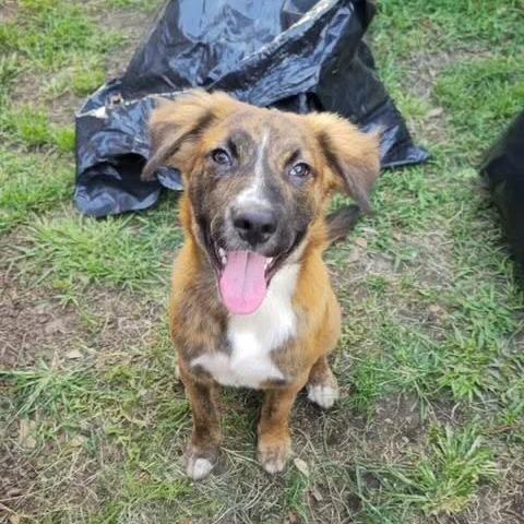 Enlarge Barney BooBoo D12326, a Adoptable mixed breed in Elk River, MN image 2/6