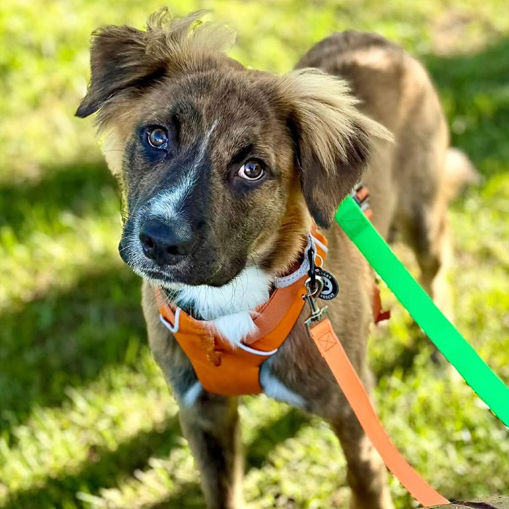 Barney BooBoo D12326, Adoptable, Young Male Border Collie & Labrador Retriever.
