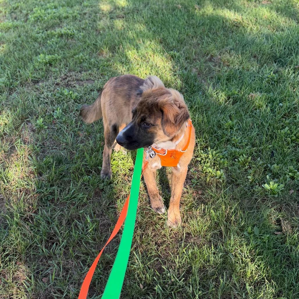 Enlarge Barney BooBoo D12326, a Adoptable mixed breed in Elk River, MN image 6/6