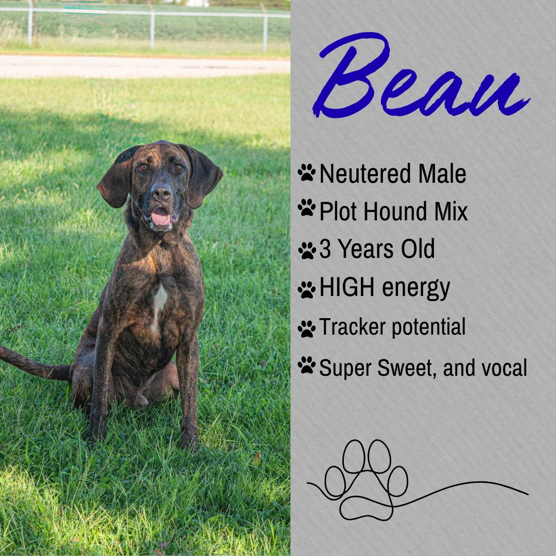 Beau, ADOPTABLE, Adult Male Plott Hound.