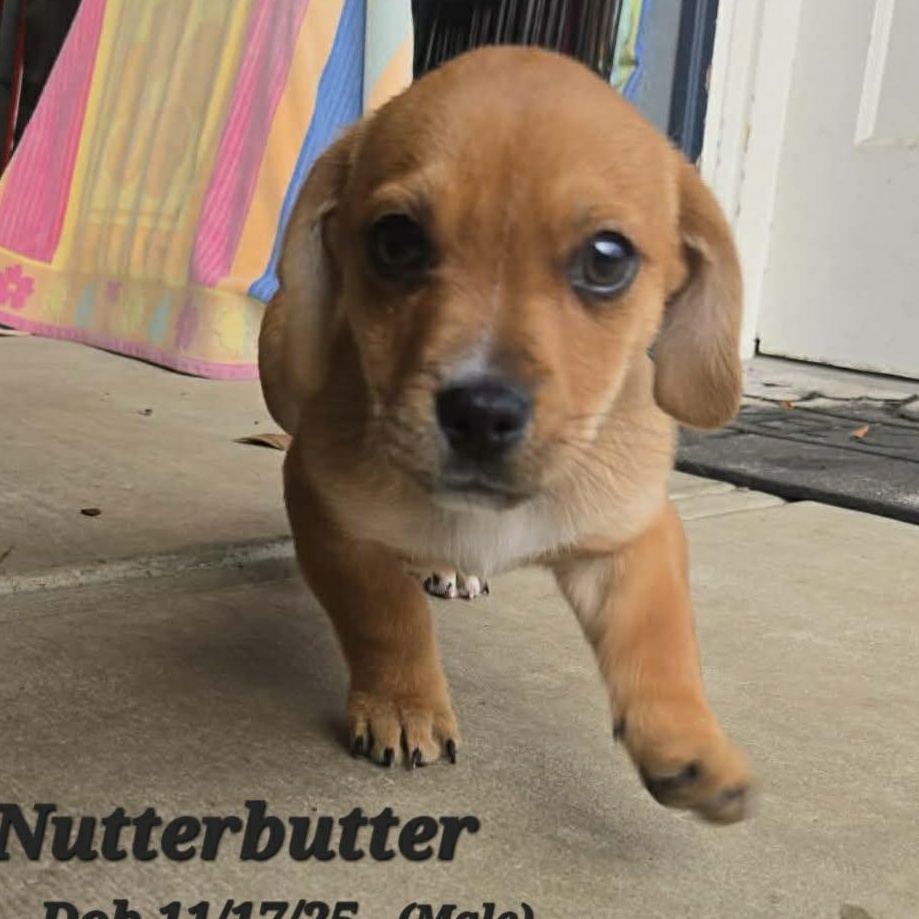NutterButter, adopted, Young Male Dachshund & Terrier.