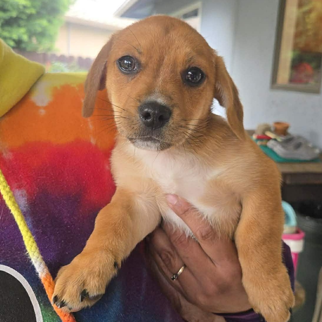 Enlarge NutterButter, an adopted mixed breed in Concord, CA image 2/2