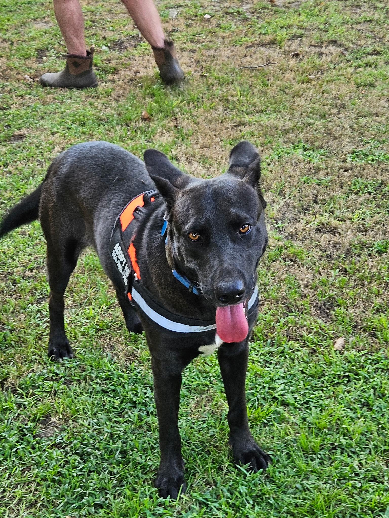 ANGUS, adopted, Adult Male Australian Kelpie & Shepherd.