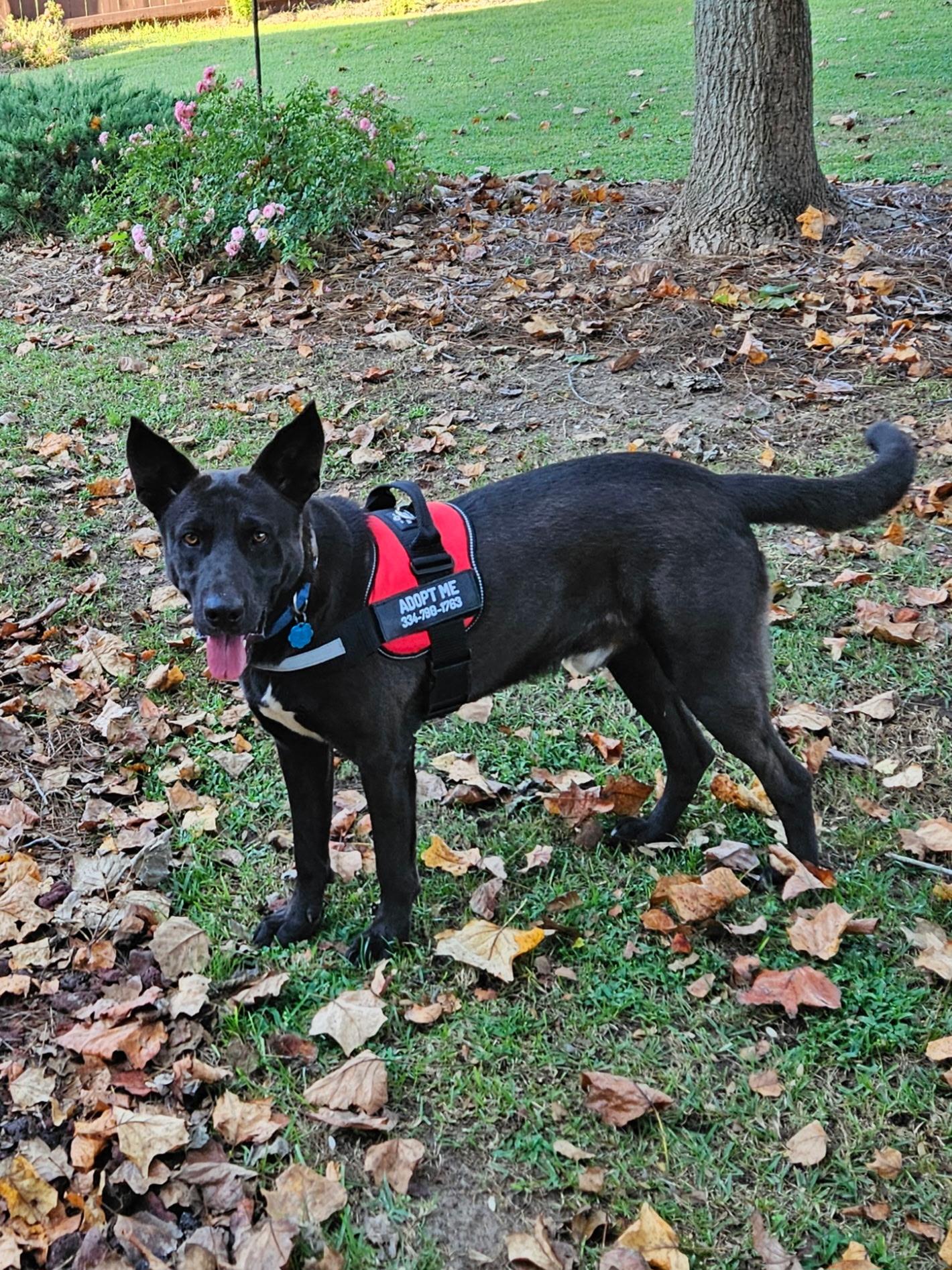 ANGUS, a Adoptable mixed breed in Headland, AL image 2/3