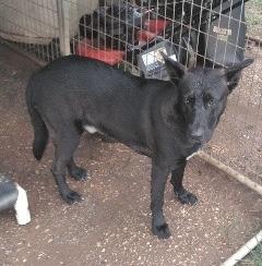 ANGUS, Adoptable, Adult Male Australian Kelpie & Shepherd.