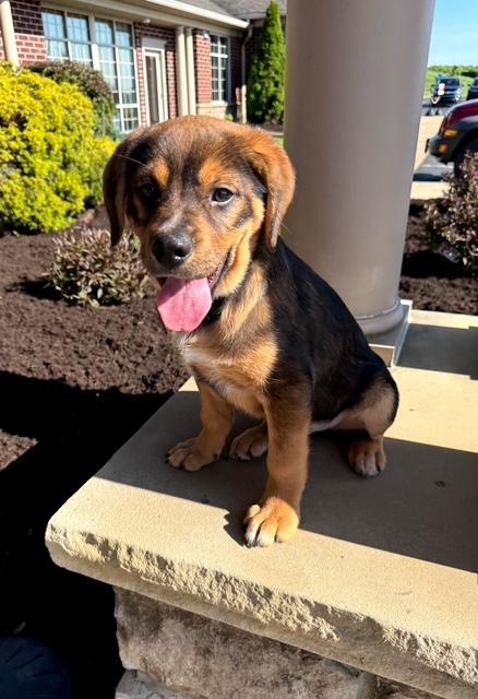 Branch, a Adoptable mixed breed in East Sparta, OH image 2/6