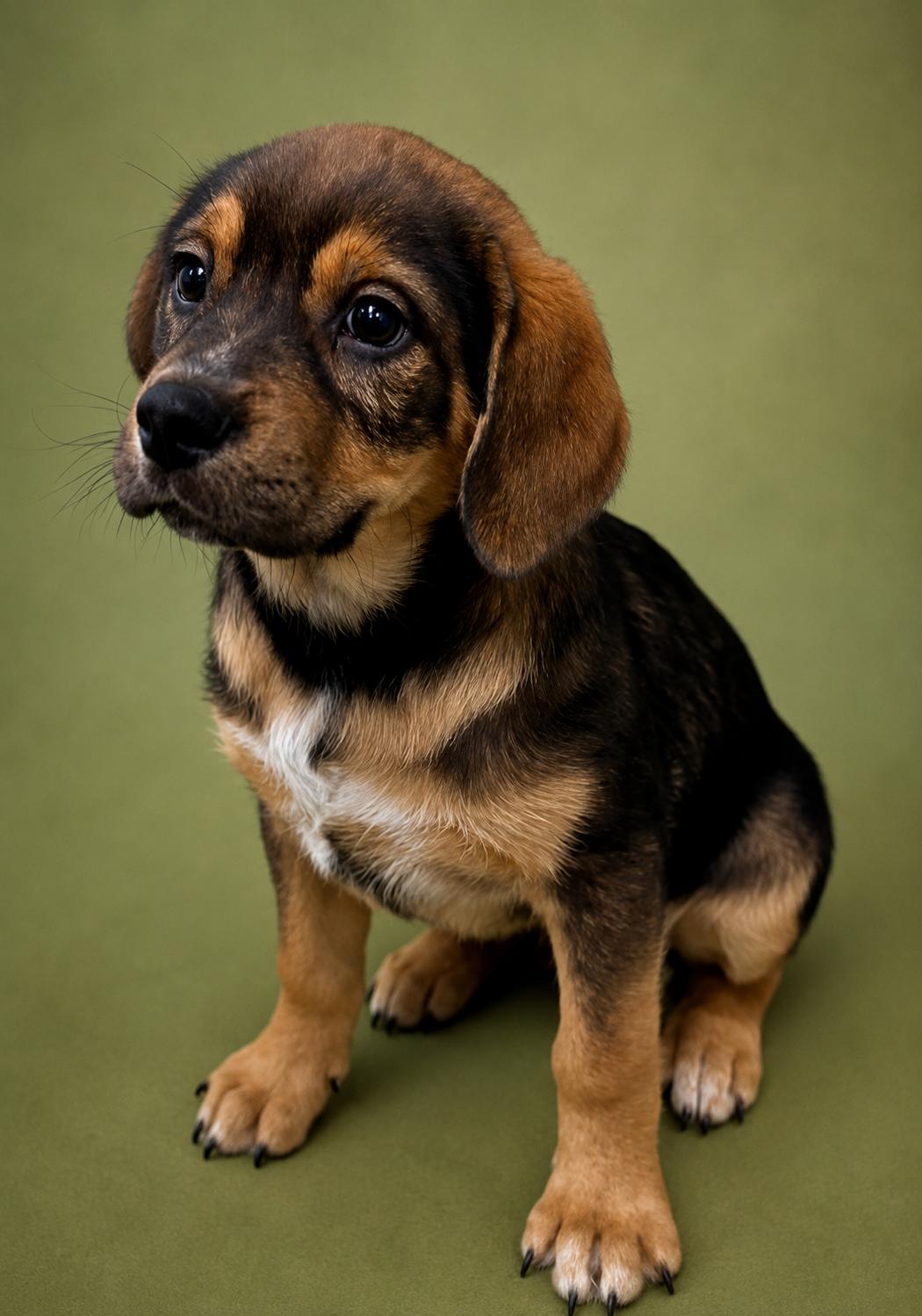 Branch, a Adoptable mixed breed in East Sparta, OH image 4/6