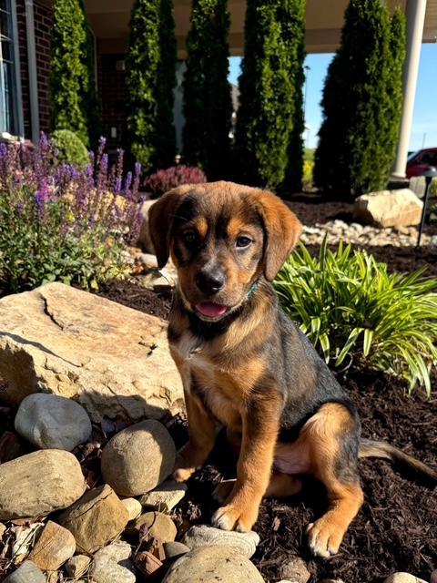 Branch, a Adoptable mixed breed in East Sparta, OH image 1/6