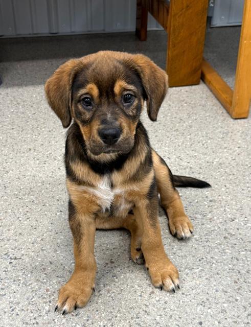 Branch, a Adoptable mixed breed in East Sparta, OH image 5/6