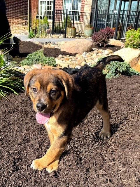 Branch, a Adoptable mixed breed in East Sparta, OH image 6/6