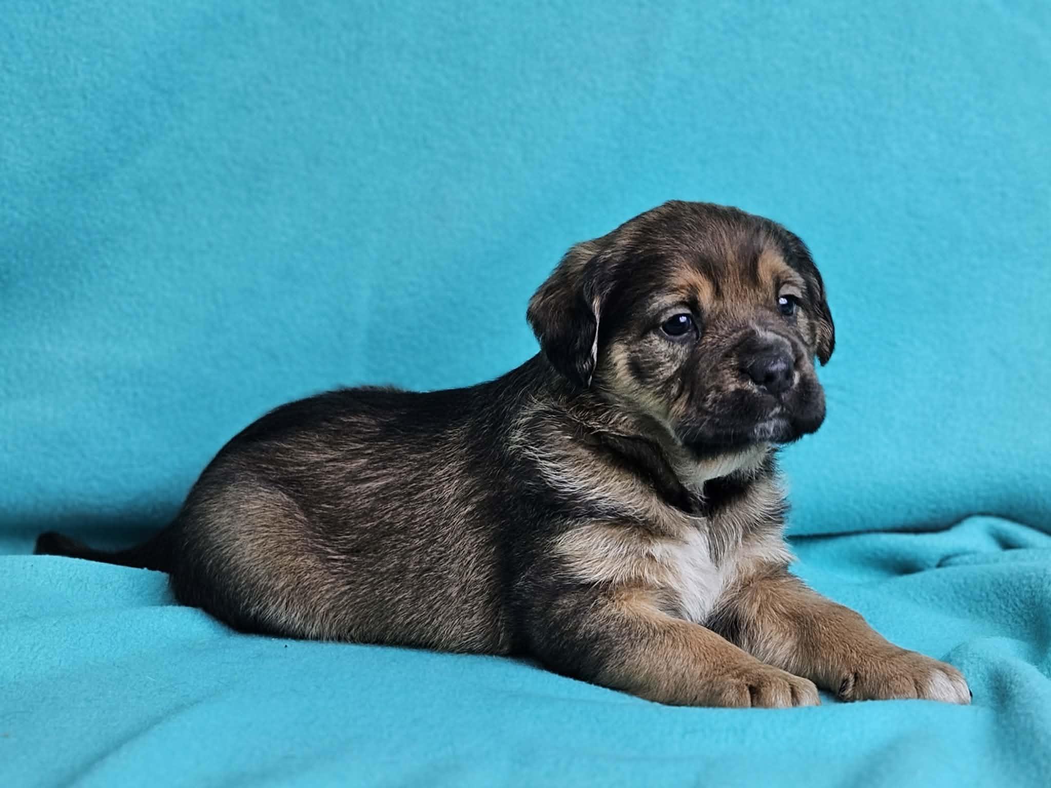 Enlarge Branch, a Adoptable mixed breed in East Sparta, OH image 1/1